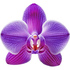 Purple orchid